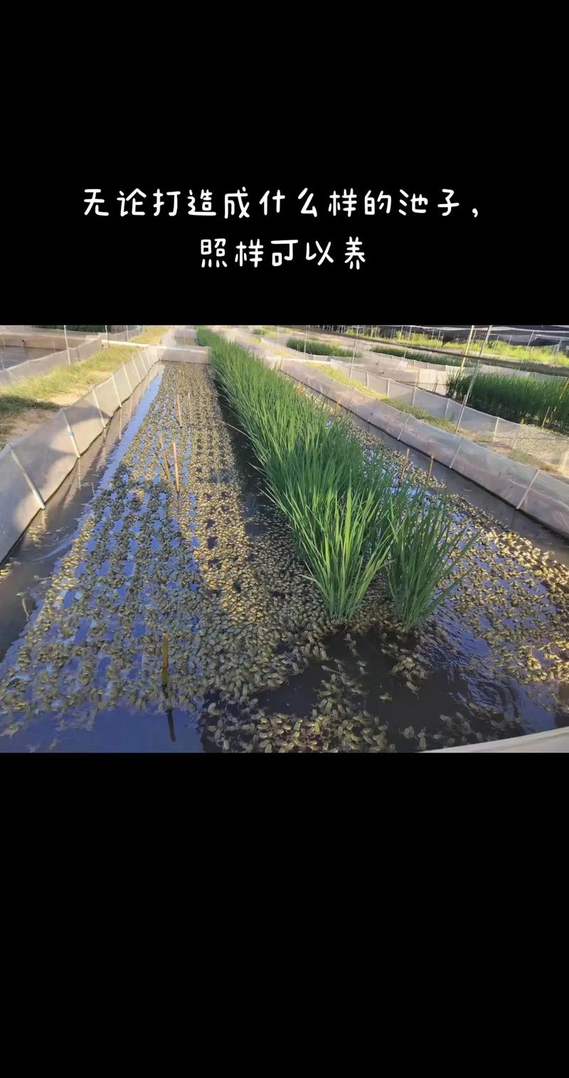蛙池建设